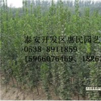 山東日照0.5-3米高北海道黃楊綠化苗批發價格