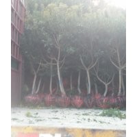 出售大量2--4公分地經的楊梅（烏梅）樹