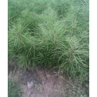 白皮松基地直供精品白皮松小苗