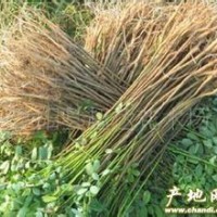 紫穗槐 紫穗槐 量大 價低