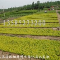 大量優質供應：紅葉小檗小苗,紅王子錦帶小苗，金葉女貞小苗