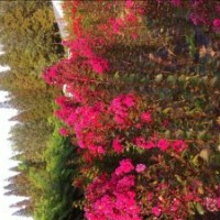 紅火球、紅火箭小苗