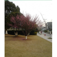 長(zhǎng)期供應(yīng)大葉女貞、紅梅