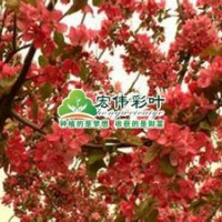 亞當海棠小苗彩葉苗綠化苗木供應