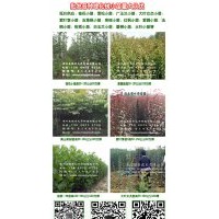 供應金葉女貞 紅葉石楠 大葉黃楊 棣棠 小葉黃楊 龍柏等綠化苗木