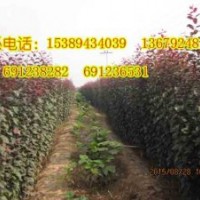 大葉紅葉李、陜西大葉紅葉李、速生紅葉李小苗