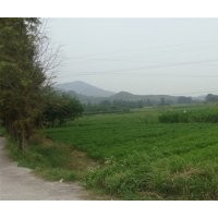 濕地松、造林小苗、會埠供應200萬株濕地松小苗