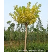 本公司常年大量供應各類苗木花卉，品質優，價格低