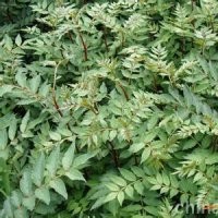 供應當年花椒苗