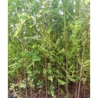 出售大量紅豆杉，各種規(guī)格均有