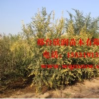 欣潤苗木大量供應金葉榆胸徑 6公分