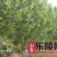 山東樂陵寨頭堡綠源苗木基地出售法桐、國槐樹苗