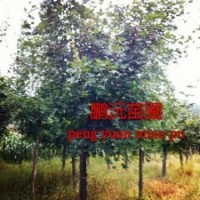 大量出售五角楓6～9公分，苗圃