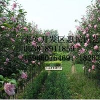 山東泰安木槿苗批發價格