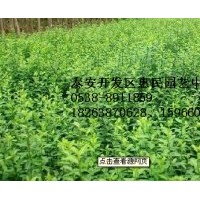 山東泰安扶芳藤批發價格