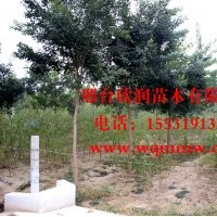 河北邢臺欣潤苗木大量供應國槐 9公分