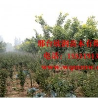 河北邢臺欣潤苗木大量供應金枝槐胸徑 4公分