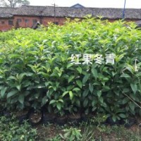 大量供應紅果冬青小苗