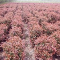 苗木供應(yīng):紅葉石楠，地柏，龍柏，蜀檜