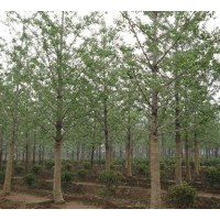 銀杏苗圃大量銷售銀杏樹，量大優惠