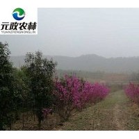 紫荊苗木供應各種規格都有包成活