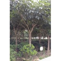 10分至11分紅花風鈴木平價出售