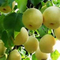 大量供應(yīng)優(yōu)質(zhì)梨樹苗，蘋果苗，櫻桃苗