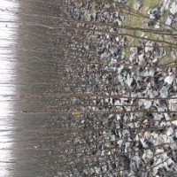 低價(jià)出售花椒苗、桃樹苗、梨樹苗、楊樹苗、速生楊、欒樹苗、冬青