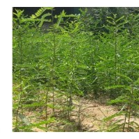 大量供各規格皂角苗