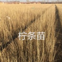 長期供應檸條苗