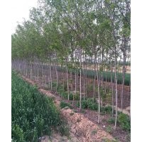 出售2公分香花槐，3公分香花槐，5公分香花槐