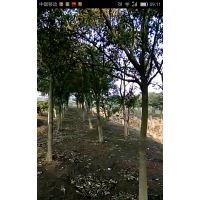大量供應物美價廉的綠化工程苗木