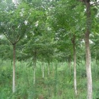 供應3-5公分楓樹苗木（五角楓）