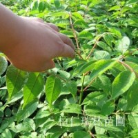 黃菠蘿苗、黃波羅樹苗、黃菠蘿小苗、黃菠蘿種子，黃菠蘿苗價格