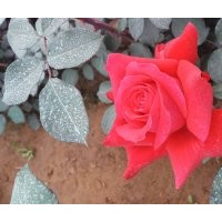 大量出售自家五十萬大花月季，豐花月季 價格低 質量高