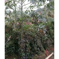 湖南楓香，湖南木荷，湖南杉木，湖南青楓，湖南羅漢松，湖南青錢