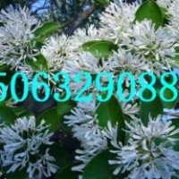 臨沂流蘇苗，山東流蘇苗，流蘇大樹，直桿流蘇苗