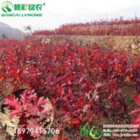江西綠農歐洲紅櫟小苗基地 歐洲紅櫟育苗技術詳細介紹 優質彩葉樹