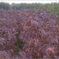 供應美國大紅葉白蠟品種齊全