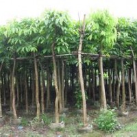 供應大葉紫薇