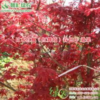 日本紅楓紅舞妓 紅楓小苗批發 紅舞妓產地 新品紅楓