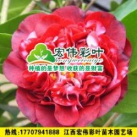 午夜魔幻茶花 茶花小苗嫁接苗 彩葉苗各種綠化苗木供應