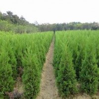供應大量雪松苗子