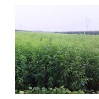 山桃稠李苗，山桃稠李小苗，山桃稠李樹苗，山桃稠李苗基地，價格