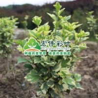 歐洲花葉木槿彩葉苗綠化苗木長期供應