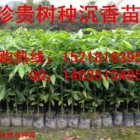 供應沉香大杯苗