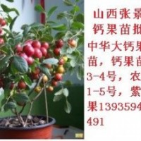 鈣果苗物流快遞發貨