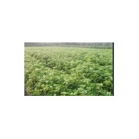 湖北、香樟小苗最新價格|會埠供應30萬株小苗、樟樹批發