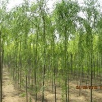 柳樹當年苗二根一桿三根二桿種穗種根