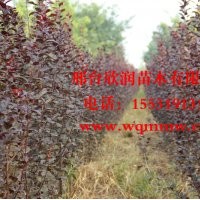 大量供應中華太陽李 2公分